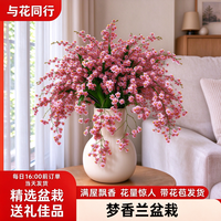 与花同行 梦香兰盆栽浓香型带花苞室内好养桌面工位办公室客厅窗台绿植送礼 光宗粉 3-4枝花剑