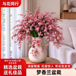 与花同行 梦香兰盆栽浓香型带花苞室内好养桌面工位办公室客厅窗台绿植送礼 光宗粉 3-4枝花剑