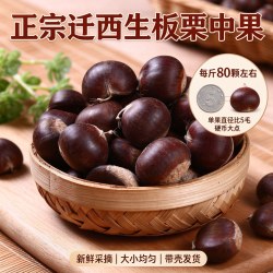 2026迁西带壳生板栗新鲜燕山油粒野生鲜毛栗子遵化鲜板栗小甘粟子