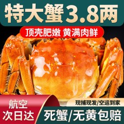 活蟹特大现货大闸蟹鲜活全母螃蟹官方旗舰店阳澄礼盒新鲜河蟹10只