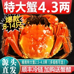 仲秋 [活蟹]特大10只大闸蟹鲜活现货全母螃蟹官方旗舰阳澄礼盒湖鲜河蟹