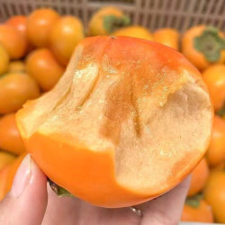 良果谷 新鲜阳丰脆柿子正宗巧克力柿子脆甜柿子水果一整箱包邮