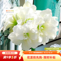 虹越 南非朱顶红种球 阿弗雷 20/24cm 1球