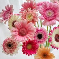 与花同行 迷你非洲菊扶郎花太阳花居家【10枝】随机色迷你非洲小菊 20-25cm单联系客服领取养护