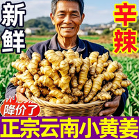 豔疅 正宗云南小黄姜
