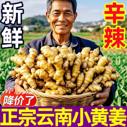 豔疅 正宗云南小黄姜