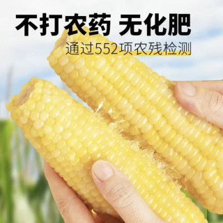 鲜秋风物集、88VIP：轻语拾光 黄糯玉米软糯香甜营养丰富锁鲜包装天然有机颗粒饱满低脂 220g*8支