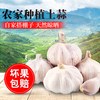 康来诺 农家干大蒜头批发河南杞县特产蒜头新鲜白紫皮干蒜1/5斤包邮