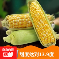 / 当季现剥水果玉米尝鲜装新鲜甜糯玉米棒现摘现发低脂代餐早餐蔬菜 水果玉米（约9个） 9斤