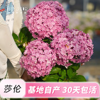 海蒂的花园 绣球花苗小苗四季无尽夏花手鞠绣球阳台庭院花卉盆栽植物室内花卉 大花绣球莎伦15cm盆 含盆