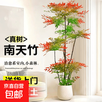 南天竹盆栽客厅大型绿植办公室内老桩火焰南天竹吸除甲醛植物易活 独杆南天竹60-80厘米