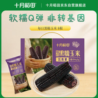 十月稻田 黑糯玉米 8根 3.2斤 东北甜黏玉米棒 花青素 早餐杂粮 粗粮礼盒