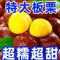 果乡趣 产地直发正宗新鲜生丹东板栗栗子锥油栗仁蔬罗田去壳大板栗鲜板栗