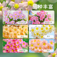 海蒂的花园 酢浆草种球多年生好养花卉植物阳台庭院花卉多色绿植种子种球植物 酢浆草水彩桃之辉(10球装)
