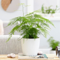 海蒂的花园 文竹室内绿植办公室桌面常青盆景观叶轻松好看盆栽 文竹12cm盆