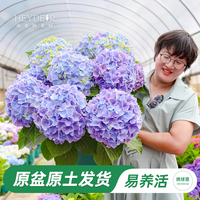 海蒂的花园 大花绣球花苗无尽夏大海蓝阳台庭院花卉盆栽植物庭院花卉植物好养 蓝宝石1加仑盆 含盆