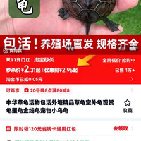 中华草龟活物包活外塘精品草龟室外龟观赏龟墨龟金线龟宠物小乌龟