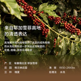 八平方咖啡 埃塞格兰纳瑰夏水洗G1 咖啡豆