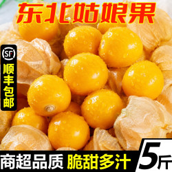回香创叶 东北姑娘果新鲜正宗灯笼果新鲜当季水果姑鸟黄菇娘果现摘带箱重