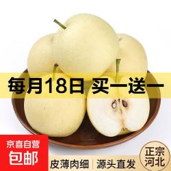 薄皮新鲜脆甜非雪花梨香梨秋月梨一整箱 河北皇冠梨1斤装