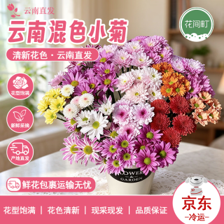 花间町 混色小雏菊5支
