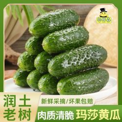 胡鲜森 山东玛莎黄瓜水果小黄瓜新鲜蔬菜青瓜腌制刺瓜2.5斤起