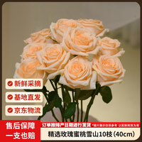 京东鲜花 蜜桃雪山玫瑰花10枝山东基地香槟色玫瑰枝长50-55cm源头直发