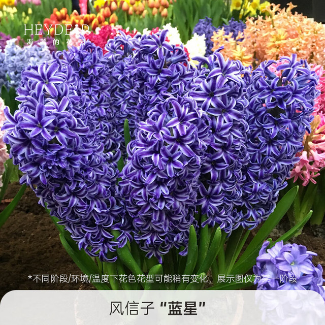 海蒂的花园 旗舰店风信子进口种球花卉花园多年生盆栽植物好养易复花球根裸球 风信子蓝星16/17(3球装)