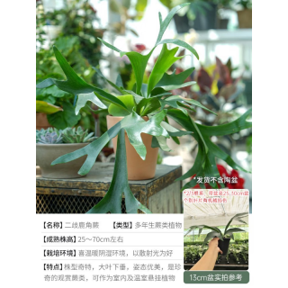 海蒂的花园 旗舰店霸王蕨鸟巢蕨办公室绿植书桌客厅阳台四季室内盆栽好养植物 二歧鹿角蕨13
