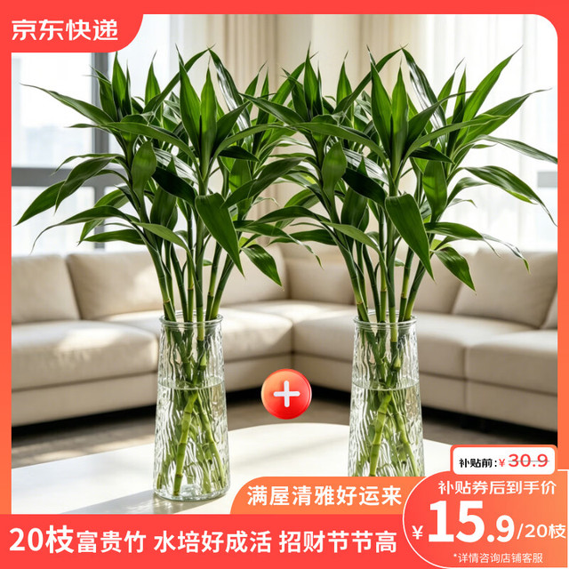 云选花礼 富贵竹20枝水培植物客厅招财旺宅花卉绿植盆栽竹子文昌竹源头直发