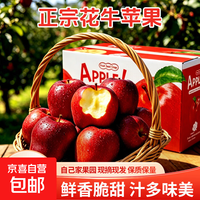 京喜加 花牛苹果正宗甘肃天水现摘水果新鲜整箱当季糖心红蛇粉面丑平安果 带箱10斤净重8.5斤65-70mm