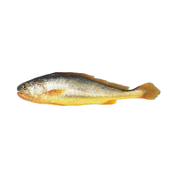 鲜京采 宁德大黄鱼 1kg/3条装 鲜冻鱼类