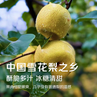 京觅 河北赵县雪花梨 单果280g+ 8斤