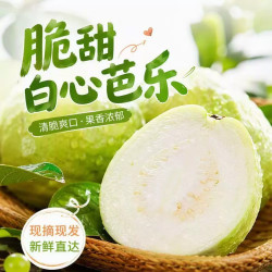 5斤白芭乐单果150克净重4.5斤