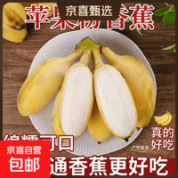 京喜加 正宗苹果蕉徐闻新鲜香蕉软糯香甜当季水果青蕉发货需催熟 （带箱3斤）净重2.7斤