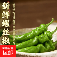 新鲜现摘螺丝椒薄皮香辣超市生鲜蔬菜青椒 香辣漳州螺丝椒净重1.8斤