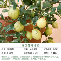 天狼 月季庭院阳台盆栽玫瑰蔷薇好养花卉新手推荐耐寒耐热绿植花苗 泰国花叶柠檬 柠檬 2.8升盆