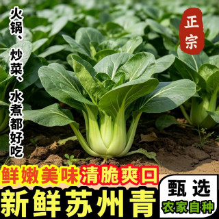黄六爷 正宗苏北霜冻苏州青菜露天矮脚青新鲜农家自种油菜清脆甜爽口蔬菜 4斤（美味乐享）