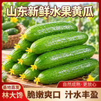林大 馋山东新鲜水果黄瓜 脆嫩清甜无刺小青瓜 生吃减脂轻食蔬菜产地直发 净    5斤