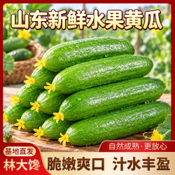 林大 馋山东新鲜水果黄瓜 脆嫩清甜无刺小青瓜 生吃减脂轻食蔬菜产地直发 净    5斤
