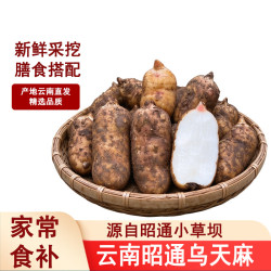 滇味十足 云南昭通乌天麻 有机小草坝新鲜天麻高原深山新鲜天麻家常食补 约50-70克/个 2斤