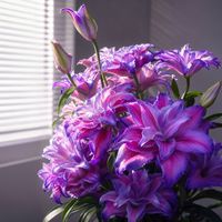 京东鲜花 10-12个花苞 一帘幽梦吸色重瓣百合