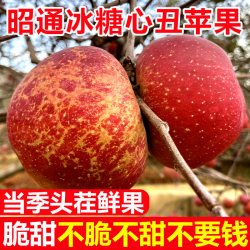 翠蕊 云南昭通丑苹果冰糖心苹果水果新鲜脆甜10斤红露富士当季整箱
