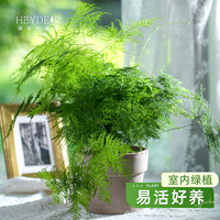 海蒂的花园 文竹室内绿植办公室桌面常青盆景观叶轻松好看盆栽 文竹12cm盆