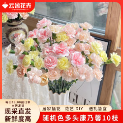 云舍花卉 随机色多头多丁康乃馨10枝基地直发粉鸽子室内软装饰花材源头直发