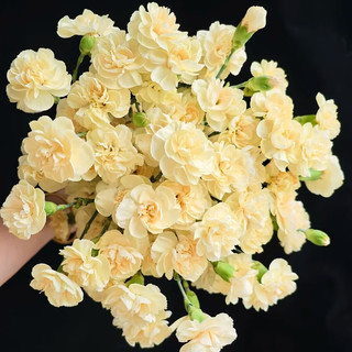 云舍花卉 多头康乃馨 粉色 10枝 鲜切花