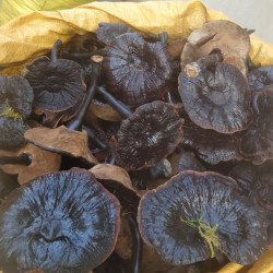 长白山野生紫灵芝整朵正品大个紫芝煲汤不苦泡酒水金边林芝可切片