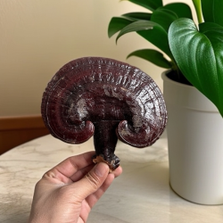 长白山整枝紫灵芝东北半野生赤林芝干货可切片打粉正品500g泡酒