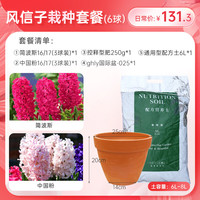 海蒂的花园 风信子栽种套餐