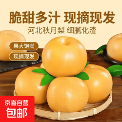 京喜加 正宗河北秋月梨羊脂秋月梨 秋月梨带箱5斤净重4.4斤单果210g起